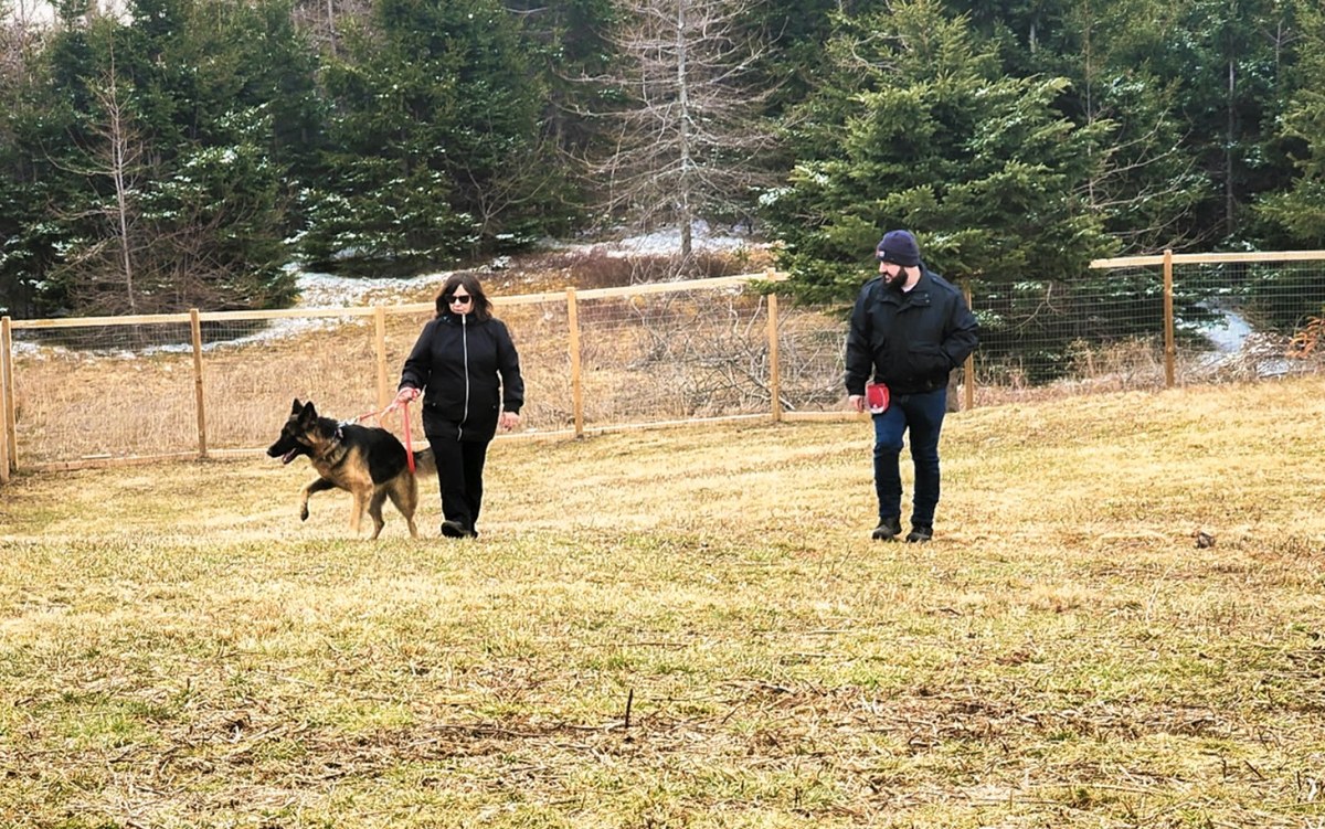 Matthew working alongside a guardian and German Shepherd during an outdoor session