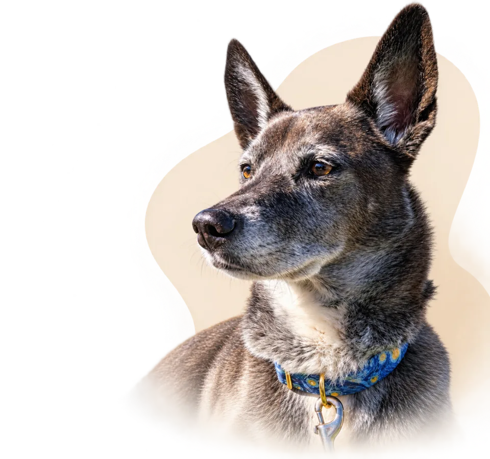 Poe looking toward the Island Canine homepage content